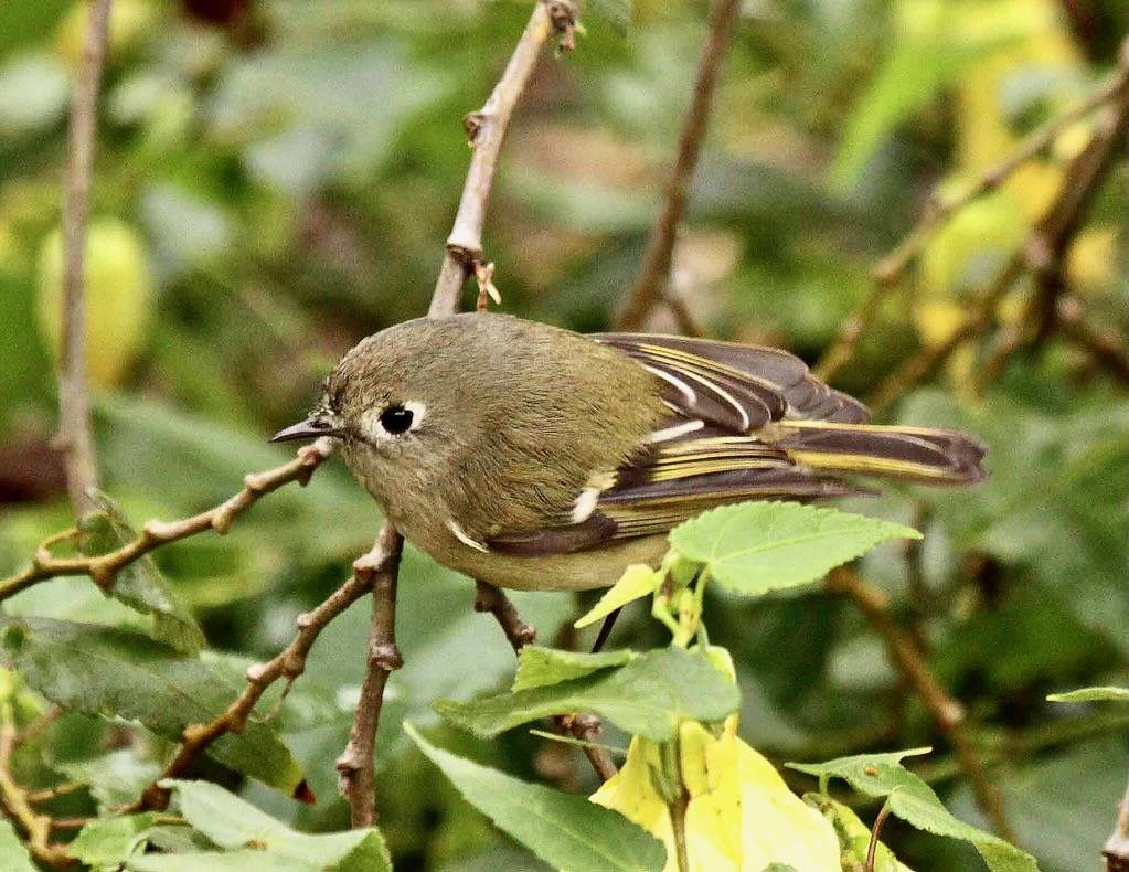 Ruby-crowned Kinglet by K Schneider is licensed under CC BY-NC 2.0.